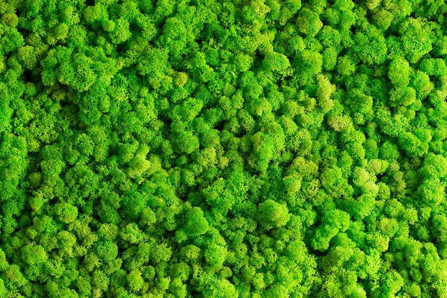 Phong Cách Sống Xanh