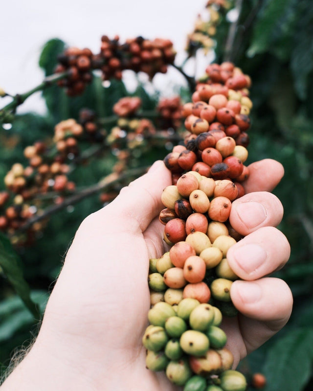 Cup to Farm Coffee Stories