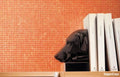 Mosaic Thủy Tinh Bisazza Colors - SaigonCasa | Curated Surfaces & Contemporary Living